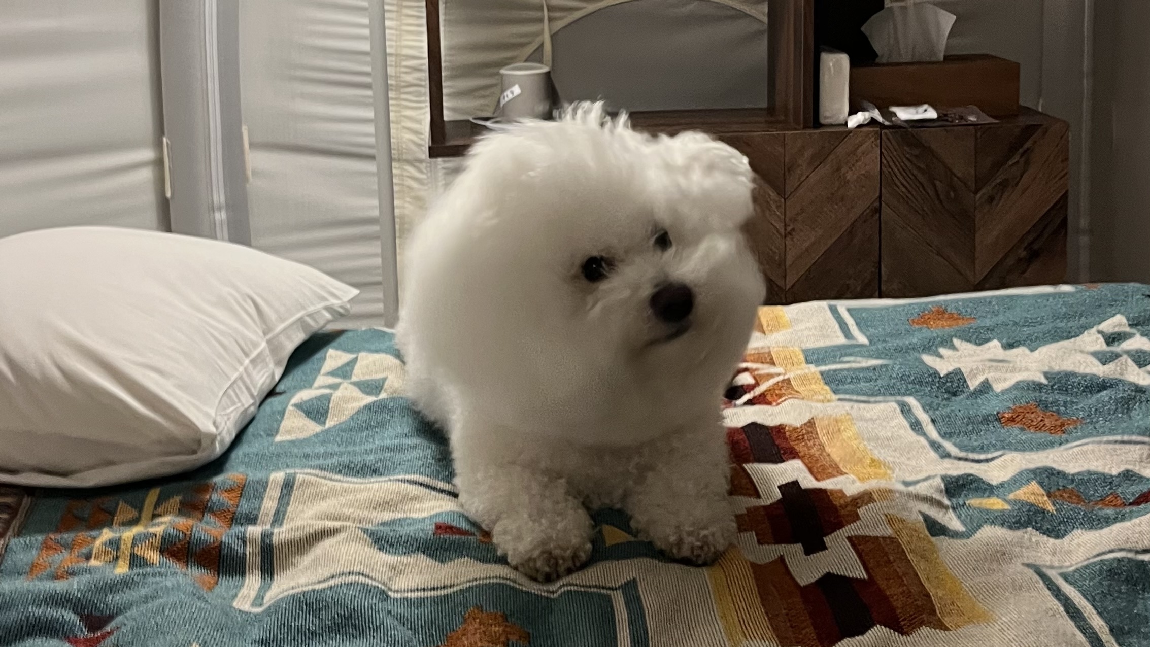 兵庫県香美町 カイノヴィラ 犬と泊まれるグランピング施設